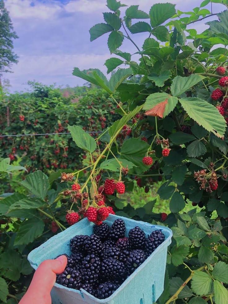 Rustic Roots: Countryside Berry Medley Magic